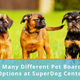 Illustration for article titled The Many Different Dog Boarding Options at SuperDog Centerem/em